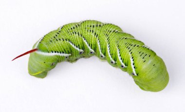 Yeşil Tütün Boynuzu Solucanı, Top View