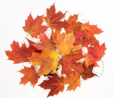 Gür, Auburn, Sonbahar Akçaağaç Yaprak Çemberi Arkaplanı