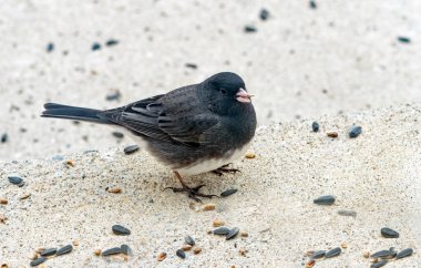 Kışın Koyu Gözlü Junco Tohum Yiyiyor 