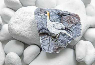 Kuzey Gannet Boyalı Kaya Beyaz Kaya Arkaplanına Karşı
