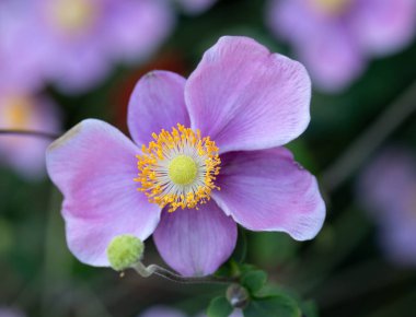 Pembe Japon Anemone Makro Çiçeği