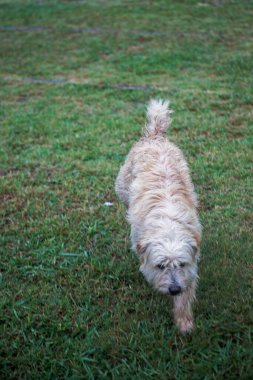 Köpek yeşil çimlerde yürüyor.