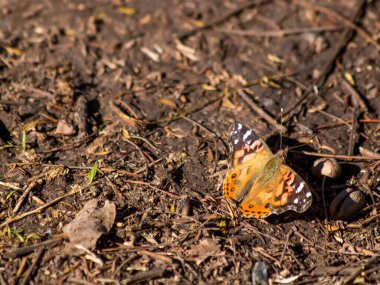 close up of a butterfly sitting on ground