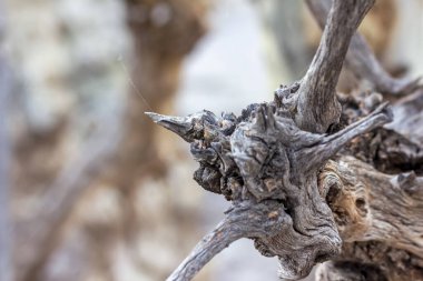 tree log on blurred background