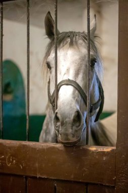 White horse behind cage in a stable