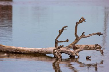 Fallen tree in lake water