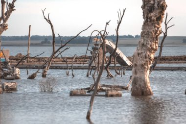 Landscape of lake with dry trees