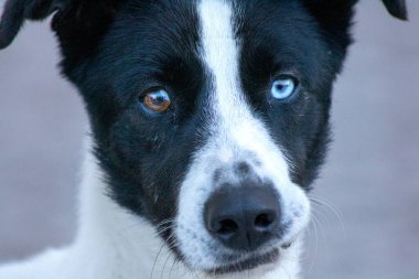 portrait of cute black and white dog