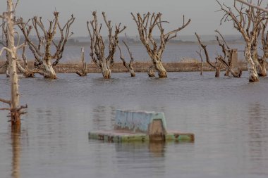 Landscape of lake with dry trees