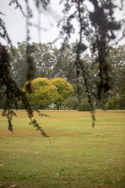beautiful view of meadow in park