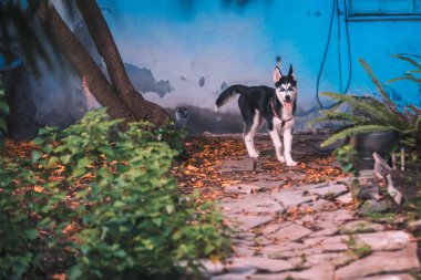 dog walking in yard near house