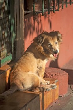 doglooking away outdoors in sunny day