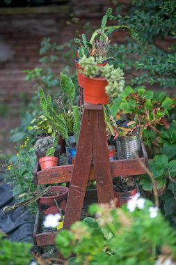 Pots with varietyplants in garden