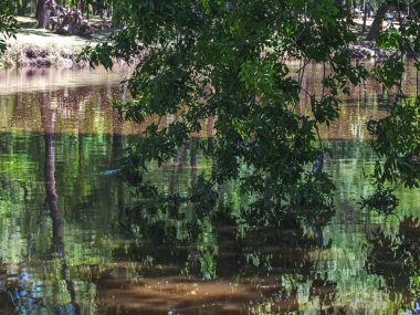 Ormandaki nehrin güzel manzarası