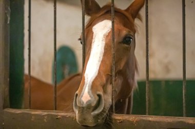 White and brown horse in stable