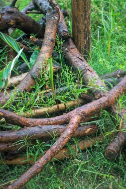 Yeşil çimlerin üzerindeki ahşap kütükler