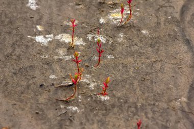 Flowers growing in dry ground