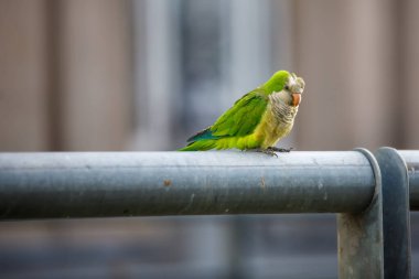 Green parrot sitting on metal pipe