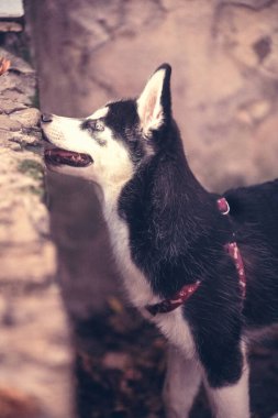 Cute dog near stone wall