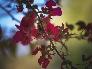 beautiful red leaves on tree branches
