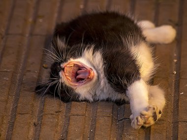 Yawning cat lying and resting outdoors