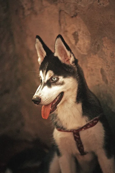 Portrait Beautiful Dog Looking Away — Stockfoto