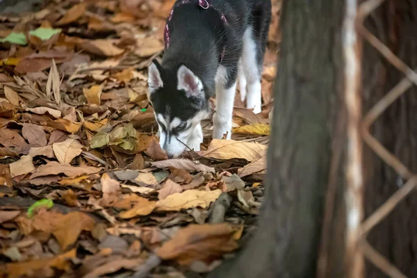 Dog sniffing autumn fallen leaves