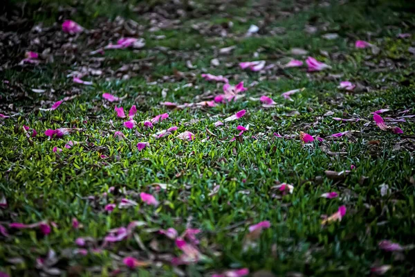 beautiful fallen flower petals in the garden