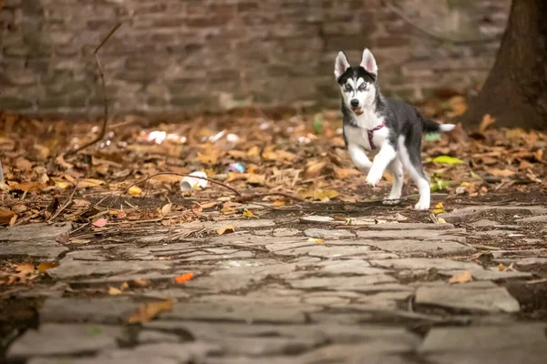 Dog Running Pavement Fallen Autumn Leaves — Stock Photo, Image