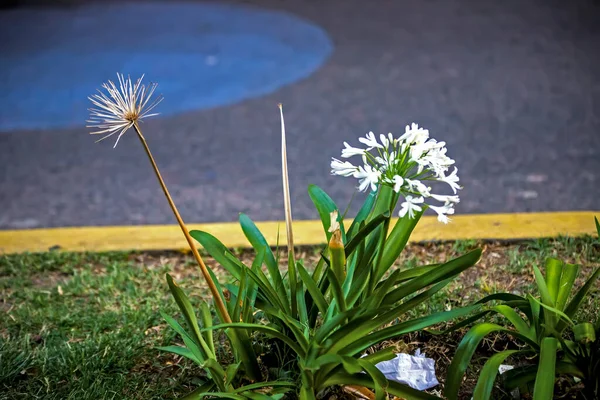 Beautiful Flowers Garden Road — Foto Stock