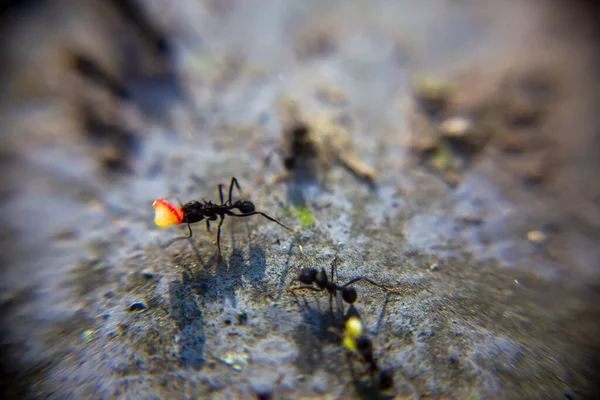 アリの群れを石の上に閉じ込めて — ストック写真