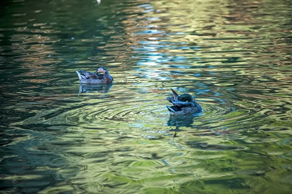 Ducks Swimming Lake Water — Stock Photo, Image