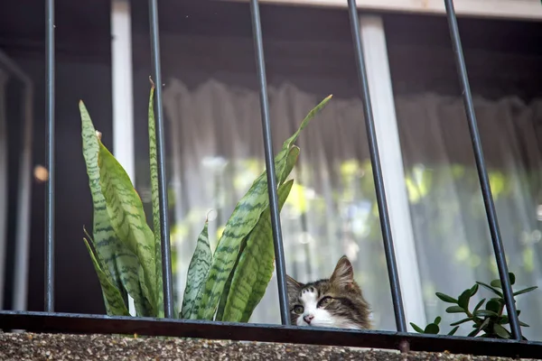 Bottom View Cat Looking Balcony — Foto de Stock