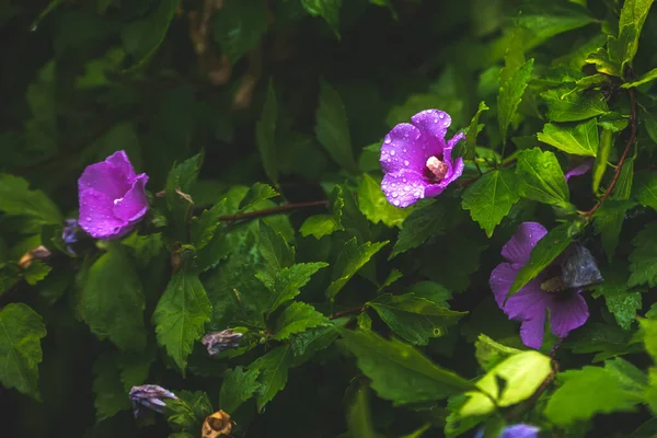 Красивые Цветы Зеленом Саду — стоковое фото
