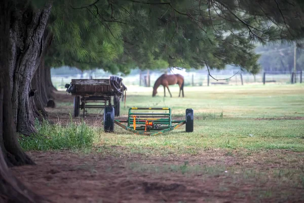 Old Carts Horse Grazing Meadow Park — Stock Photo, Image