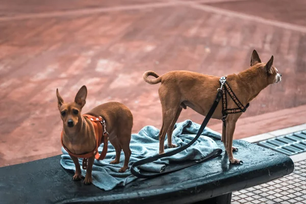 Dogs Bench City Square — Stock Photo, Image