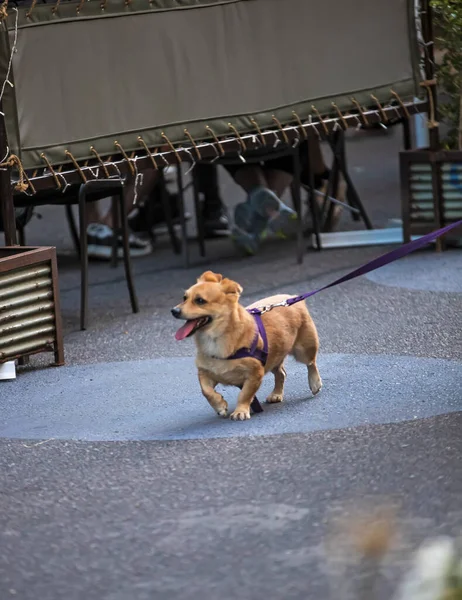 Dog Walking Street Pavement — Foto Stock