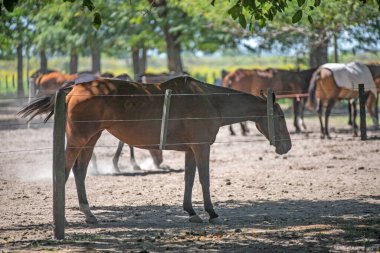 Group of horses pasturing on farm clipart