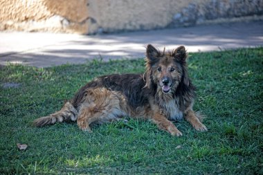 Köpek çimlerin üzerinde yatıyor.