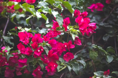 Bahçedeki güzel pembe çiçekler