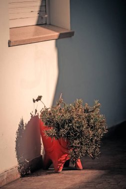 Evin yanında eski bir saksı var.