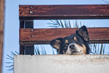 Şehirde köpek var.