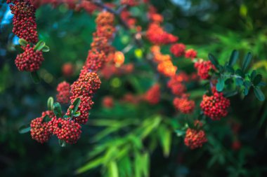 Buenos Aires 'te çiçekler ve yapraklar