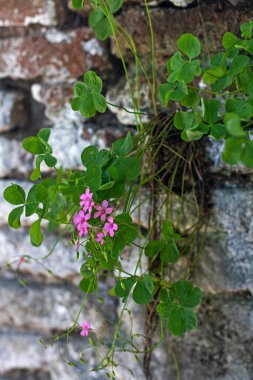 Tuğla duvarda pembe çiçekler