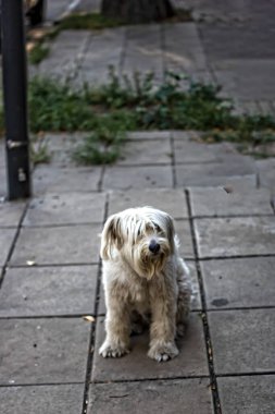 Şehirde şirin tüylü bir köpek.