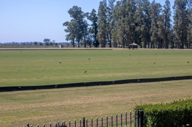 Buenos Aires 'teki tarlada kuşlar