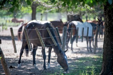 Buenos Aires 'te otlayan atlar.