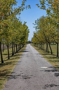 Ağaçlı sonbahar manzarası