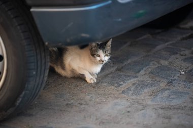 Kedi sokakta oturuyor.