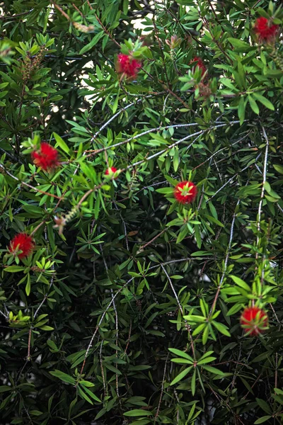 Όμορφη Βοτανικός Πυροβολισμός Φυσική Ταπετσαρία Λουλούδια — Φωτογραφία Αρχείου